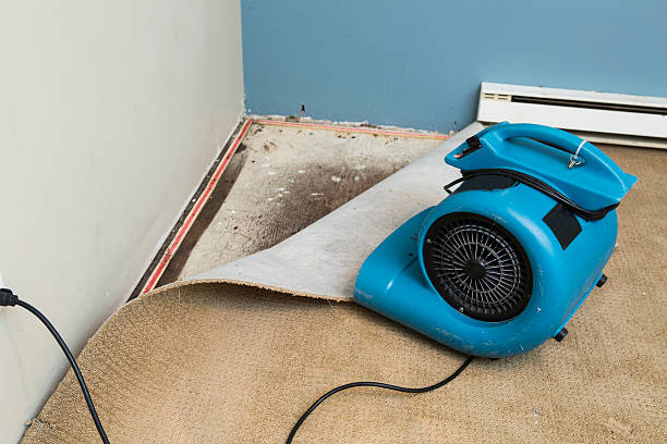 Best Flood damage cleanup  in Ankeny, IA